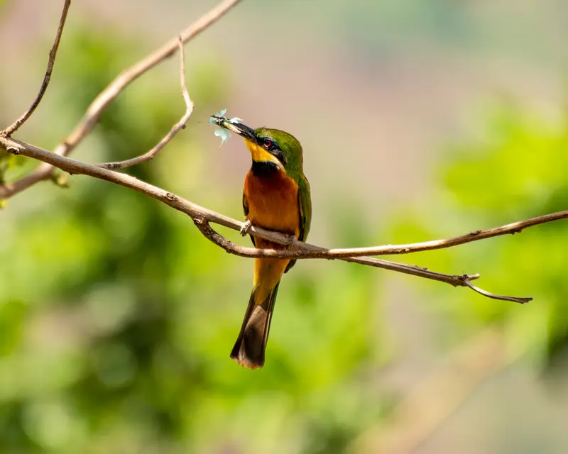 Birding tour Uganda Birding tour Uganda