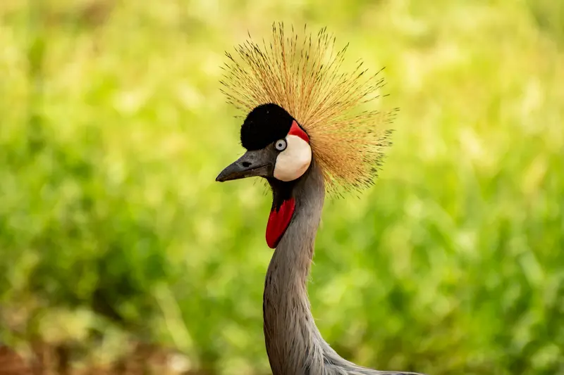 Birding Experience at Sipi Falls – Mount Elgon Birding Experience at Sipi Falls – Mount Elgon