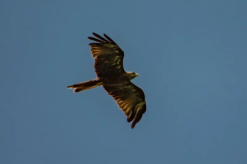 Falcon Birds - bird watching Uganda Falcon Birds - bird watching Uganda