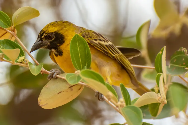bird watching in Sipi bird watching in Sipi